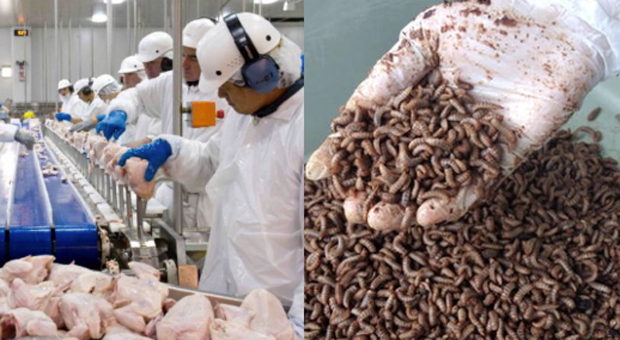 Tyson Foods Closes Major Meat Plant as It Transitions to 'Insect Farming'