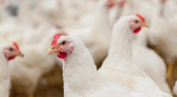 Over 4 MILLION Chickens Ordered to Be Slaughtered as U.S. Edges Closer to Food Shortages