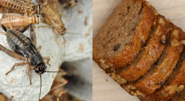 Insect 'Flour' Being 'Hidden' in Popular Foods, Experts Say